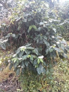 A coffee shrub, one of the many fantastic trees growing in the school garden.